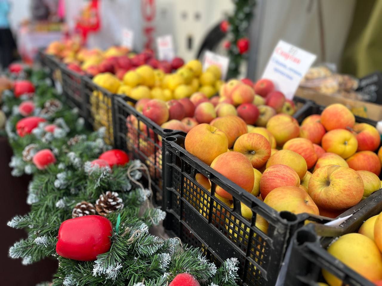 Фестиваль «Вкусы Белогорья»: Яблоки, полные истории! Фестиваль «Вкусы Белогорья»: Яблоки, полные истории!