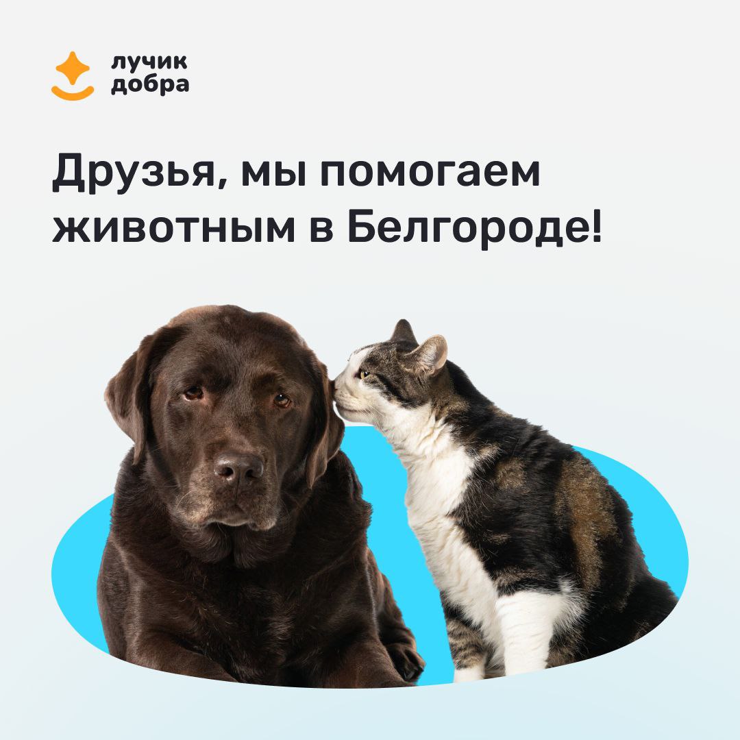 Друзья, в Белгороде появилось сообщество для помощи животным «Лучик добра»!