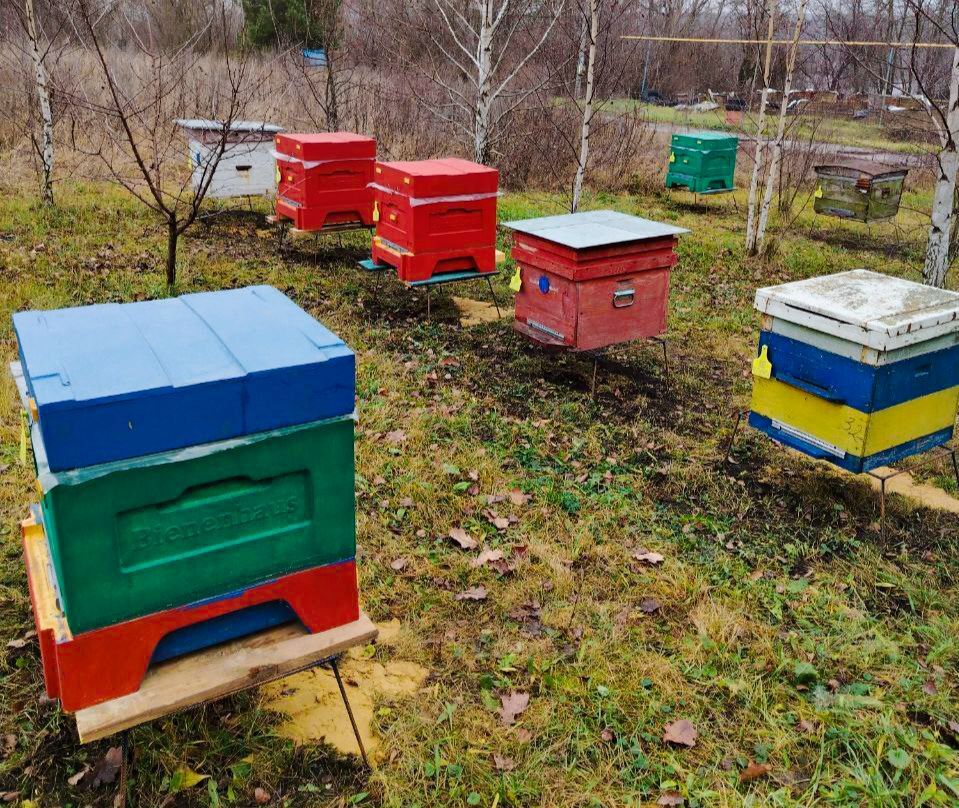 Студент из Красной Яруги продолжает семейные традиции пчеловодства на средства соцконтракта Студент из Красной Яруги продолжает семейные традиции пчеловодства на средства соцконтракта