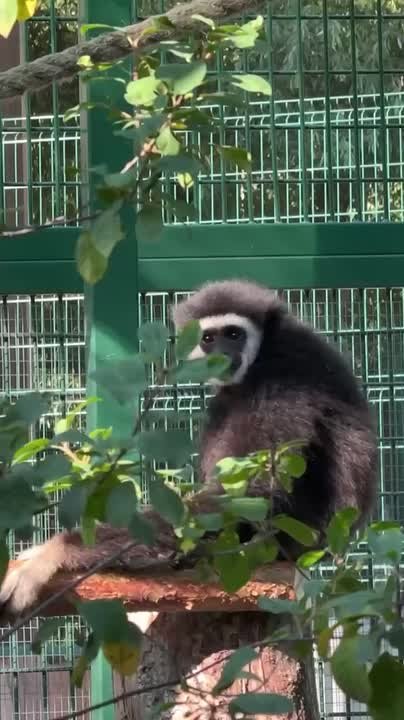 Забавной Личи сегодня исполнилось пять лет