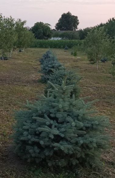 Благодаря социальному контракту мечта жительницы Казацкого о собственном питомнике воплотится в жизнь Благодаря социальному контракту мечта жительницы Казацкого о собственном питомнике воплотится в жизнь