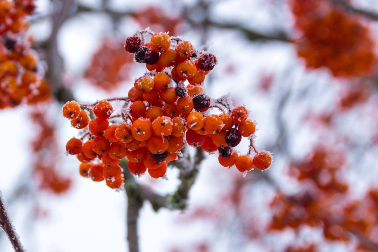 По прогнозу сегодня, 15 декабря в Белгороде ожидается утром –5 °C, днём –3 °C, к вечеру –2 °C. Облачность и снег. К вечеру высота снежного покрова составит 1,5 см. Юго-западный ветер — до 3 м/с