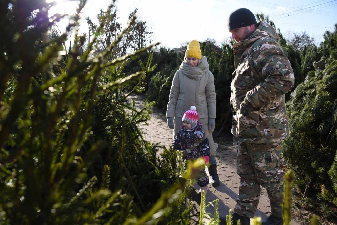 Цена живой ели в Белгородской области будет начинаться от 700 рублей за метр
