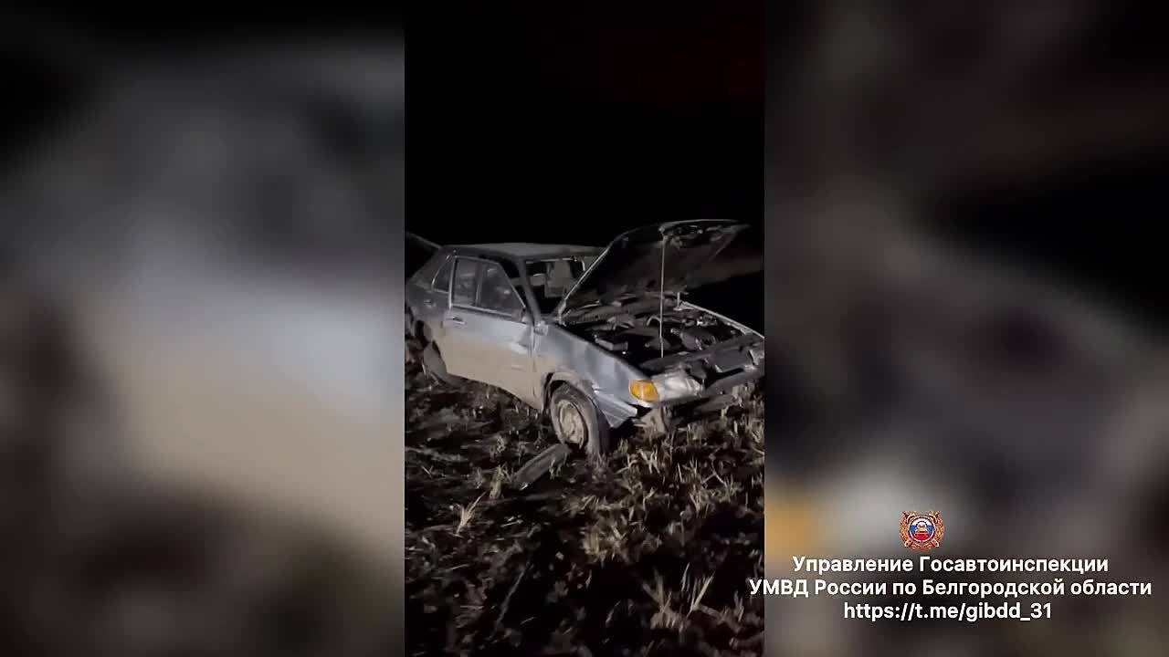 В Белгородской области машина сбила кабана и вылетела с дороги