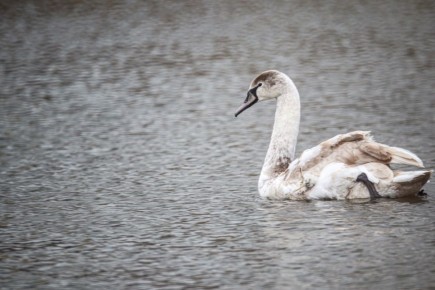 Правило «зимнего лебедя» – не каждому «спасателю» птица скажет «спасибо»