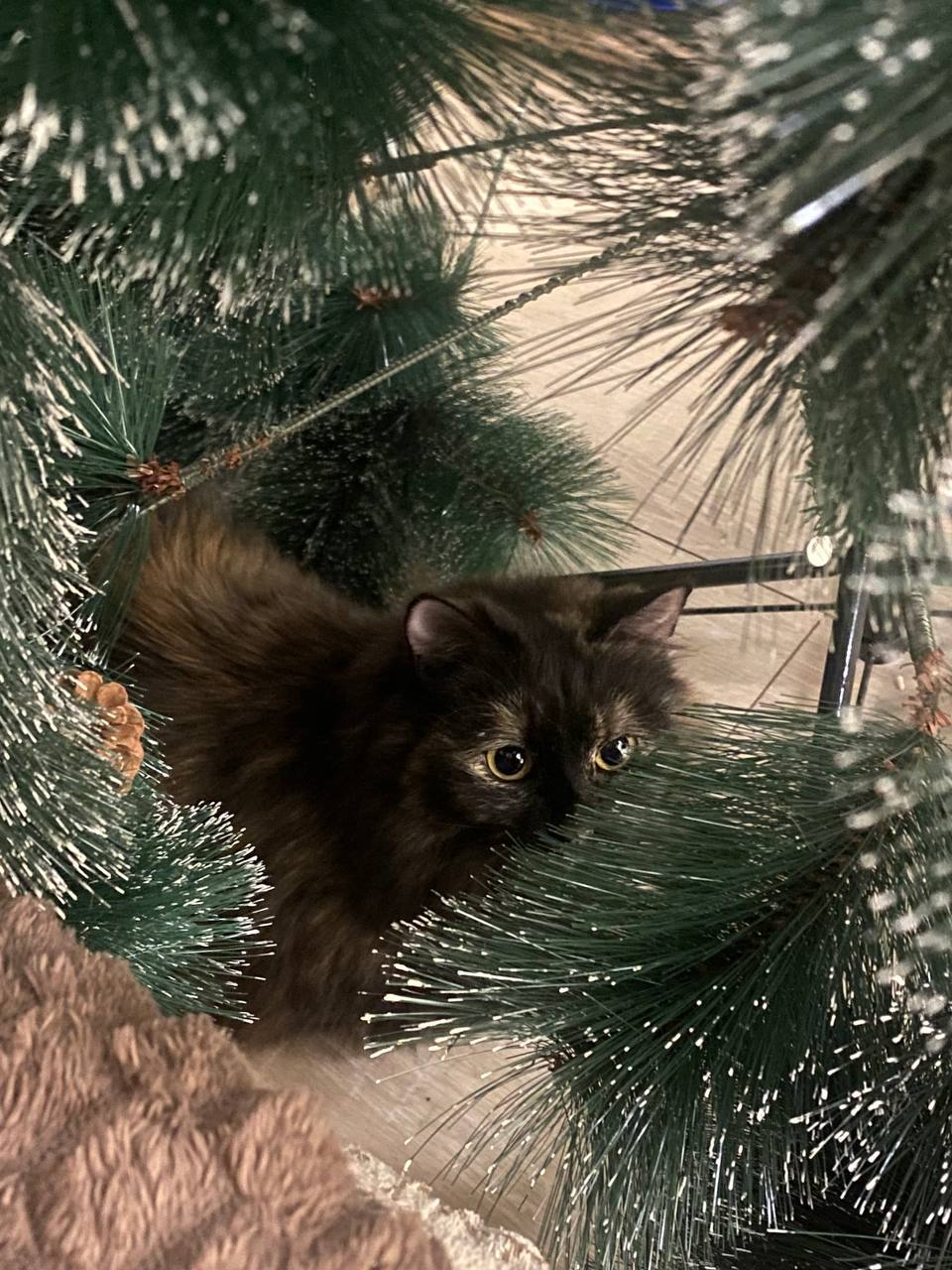 И, конечно, как же мы забыли про главных создателей новогоднего настроения! И, конечно, как же мы забыли про главных создателей новогоднего настроения!