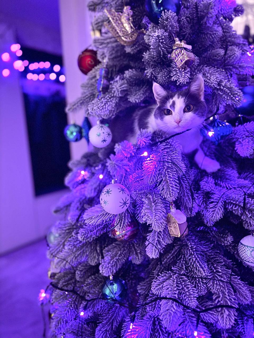 И, конечно, как же мы забыли про главных создателей новогоднего настроения! И, конечно, как же мы забыли про главных создателей новогоднего настроения!