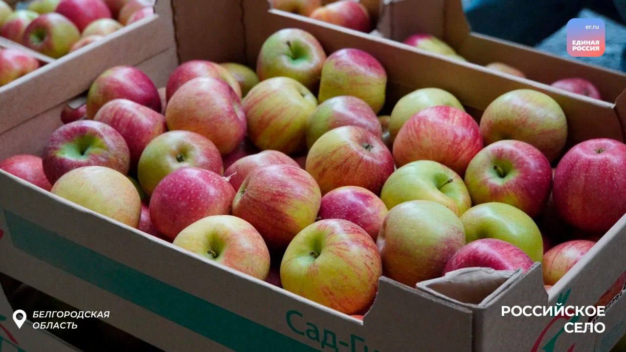 Сила единства: для жителей Белгородчины прибыла партия гуманитарной помощи Сила единства: для жителей Белгородчины прибыла партия гуманитарной помощи