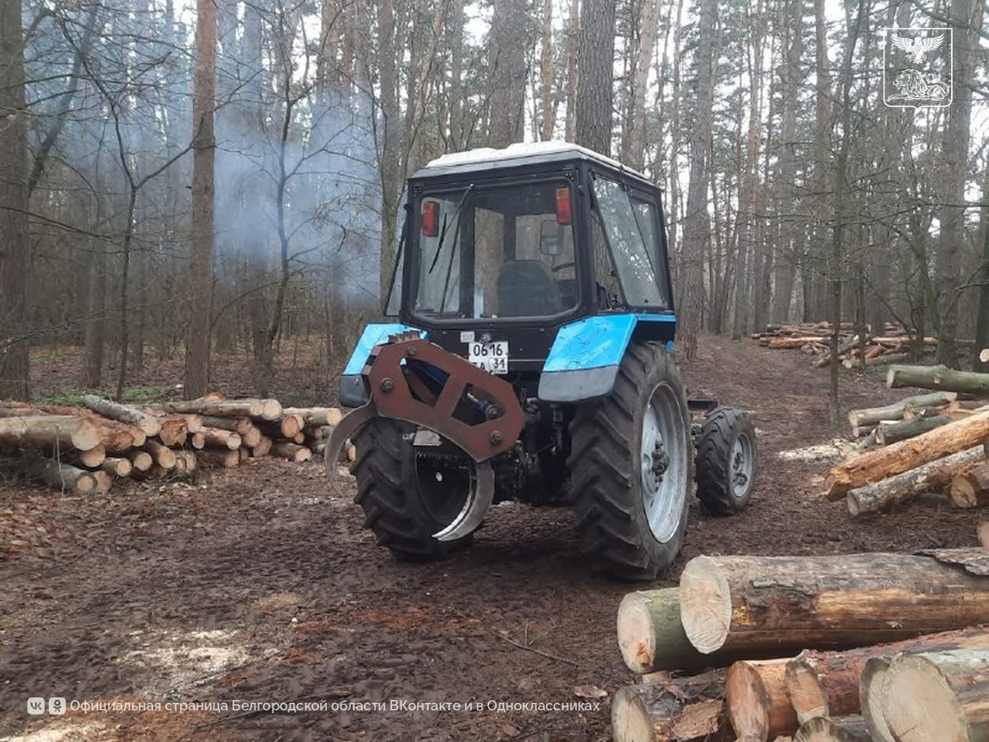 В Грайворонском округе провели выборочные санитарные рубки В Грайворонском округе провели выборочные санитарные рубки
