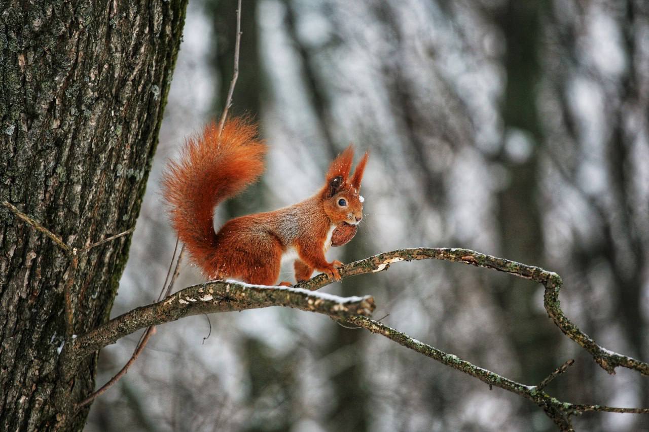 Доброе утро, Белгород!. Сегодня будет пасмурно