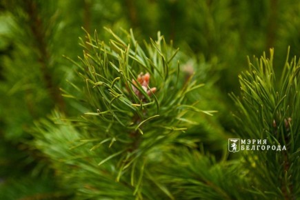 Доброе утро, Белгород!. Сегодня за окном -1, пасмурно и туманно