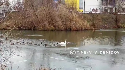 ������, �������� �� �����������, �������� ������� ��� �������