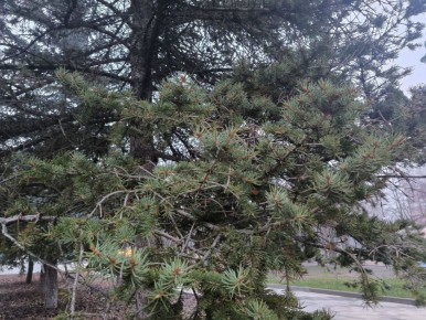 ������ ����, ��������!. ��������� ������� �� �1 ������� � ������� ����