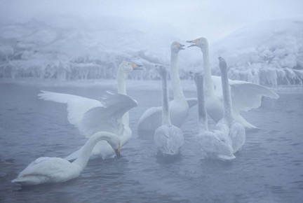 ������ ����, ��������!. ������ �������: ��������� ������