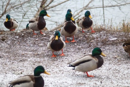 ������ 25 �������. ������� ��������� ������� ��������� ������