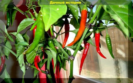 ��� ������� ������ ������ �� �����������: ������ ��� ����������