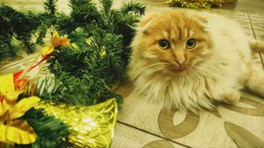 �������, 28 �������, ����� �������