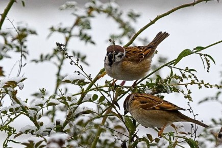 ������ ����, ��������!. ������ 29 �������: ��������, ������� ����