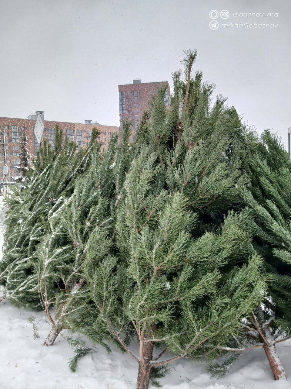 Итоговая фермерская ярмарка - 2025 Итоговая фермерская ярмарка - 2025