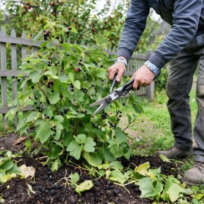 Борьба с почковым клещом: как спасти урожай смородины за два дня