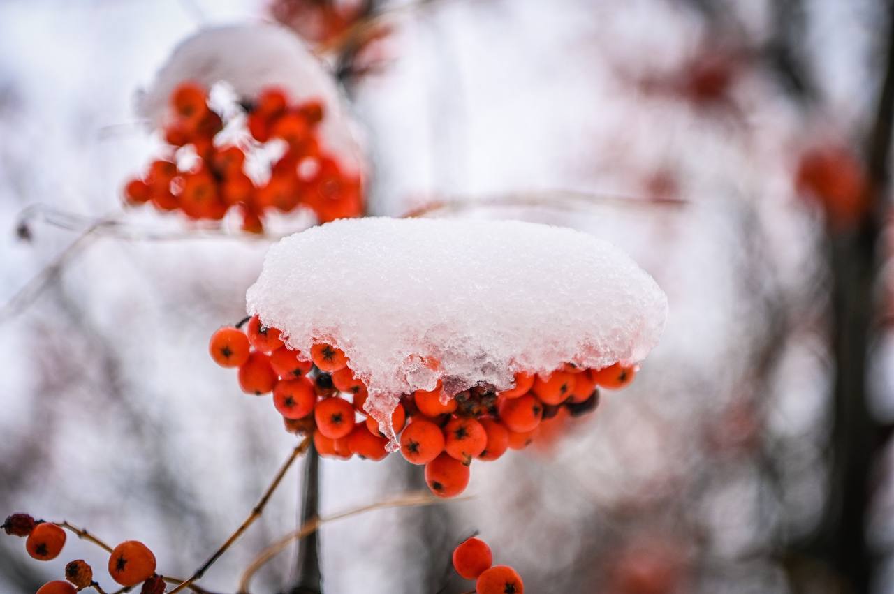 Доброе утро, Белгород!. Погода 3 января: Слабый снег с дождём