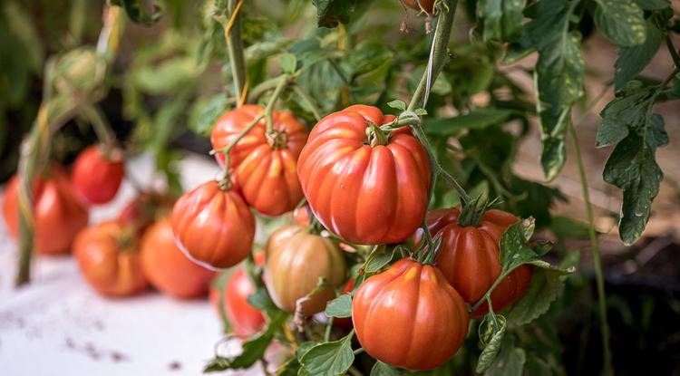 Белгородская область стала второй в России по числу производителей органических продуктов