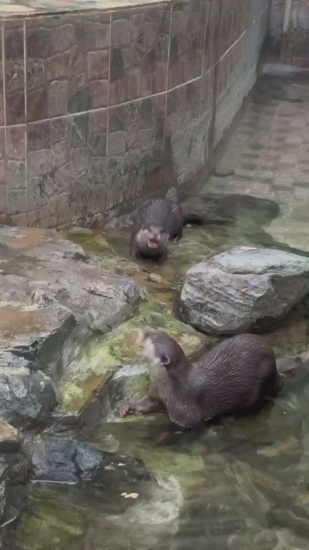 Мандариновое настроение сегодня в Белгородском зоопарке