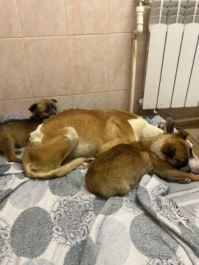 Приюту «Лучик надежды» нужно тепло