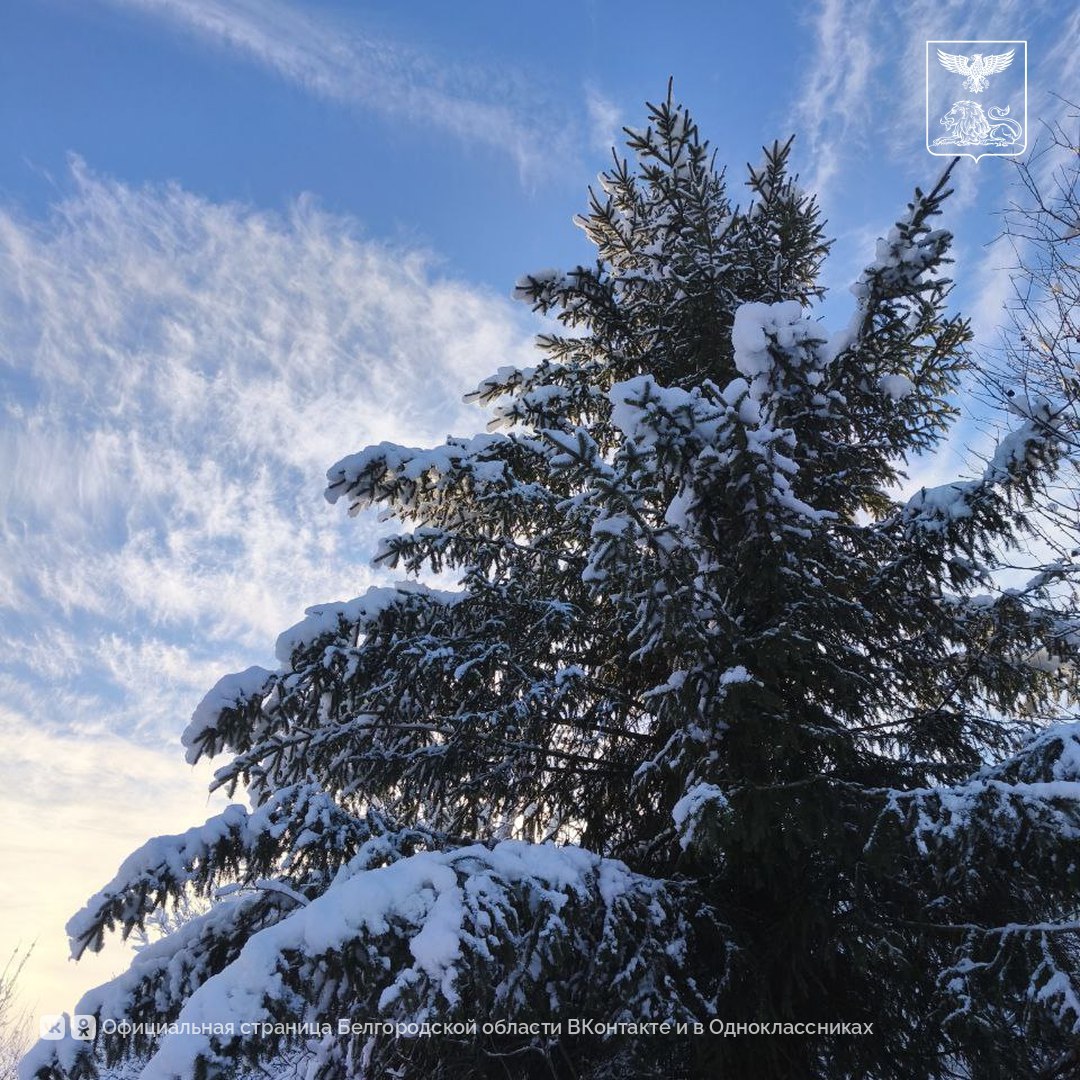 Белгородская зима Белгородская зима