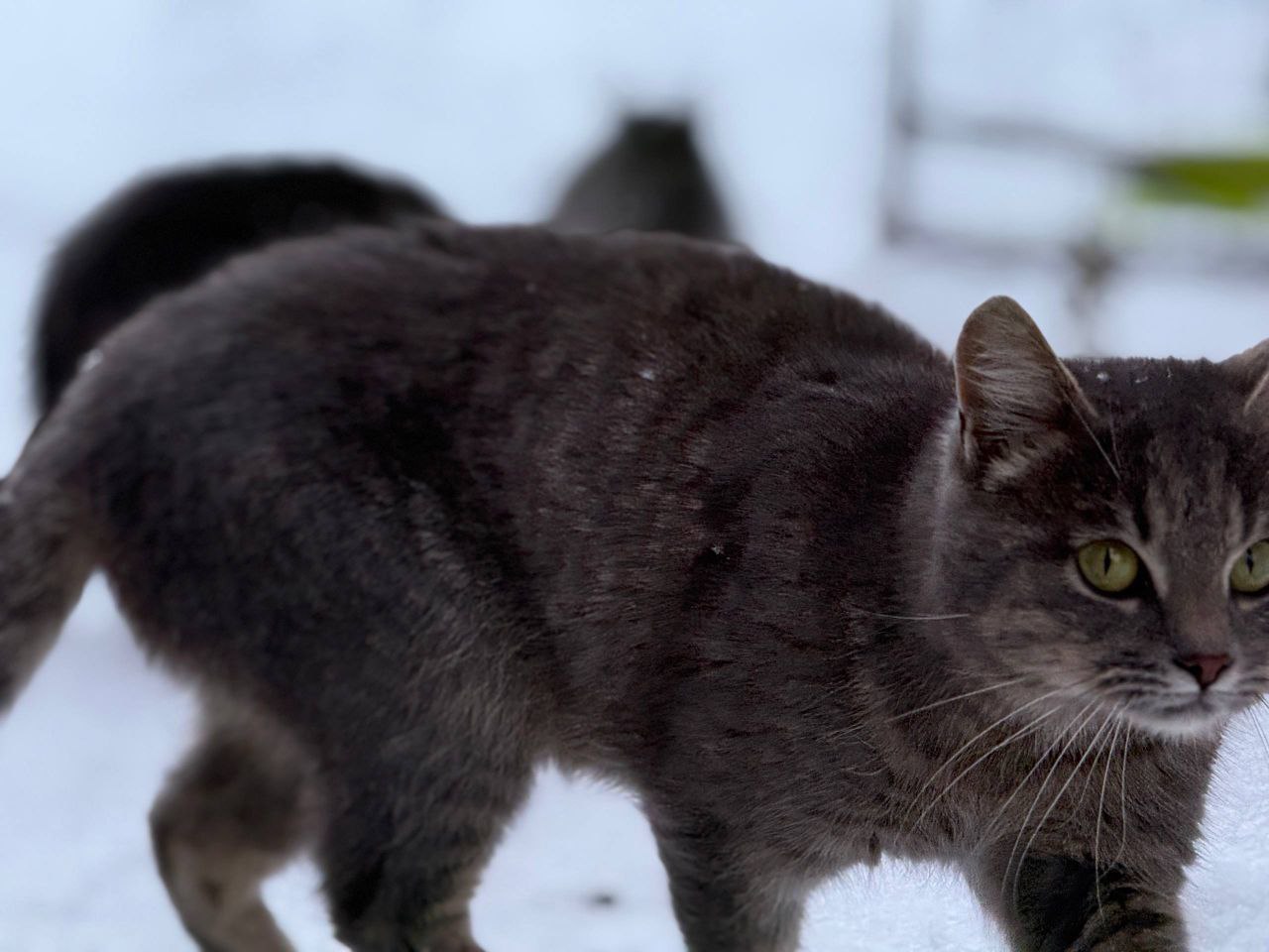 Вячеслав Гладков: Сегодня с рабочей поездкой в Шебекинском округе Вячеслав Гладков: Сегодня с рабочей поездкой в Шебекинском округе