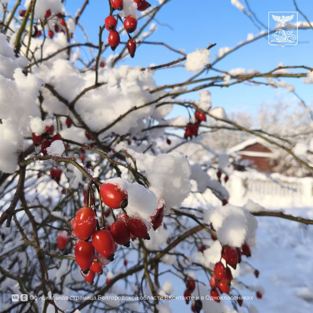 Белгородская зима