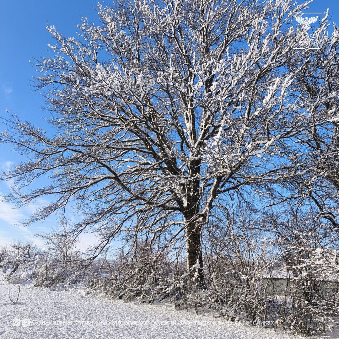 Белгородская зима Белгородская зима