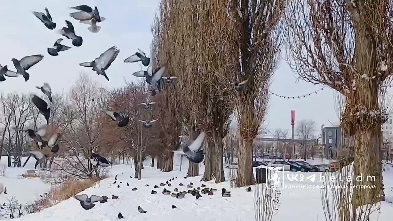 Доброе утро, Белгород!. Сегодня ожидается морозная погода: температура опустится до –12...–15°C