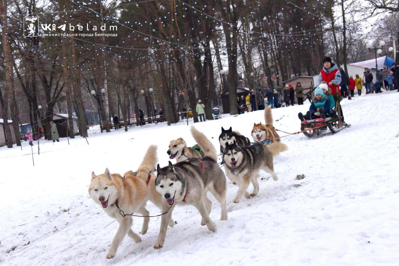 В Белгороде состоится ежегодный пушистый забег «Хаски-Trail»!