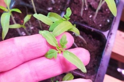 ����� � ������ ������ ������ ������� "�������"