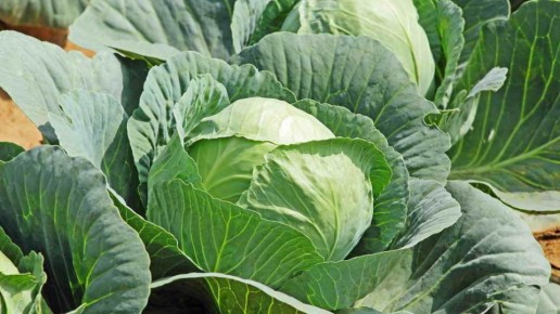 ����� �� �����: ��� ����������� ���������� �������� ������ �������