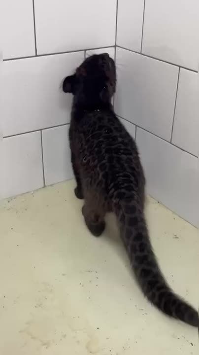 Курьером ей точно не стать! Коробки – отдельная страсть очаровательной Багиры