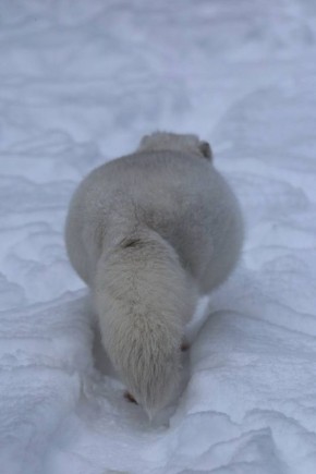 ��� �� ����� ���������� ���������� �������� ��� ����� �� ������������� ��������