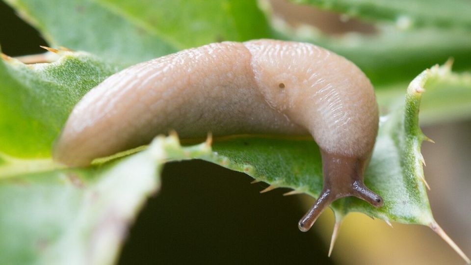 ��� �������� ���� ��� �� �������: ����������� ������ ������