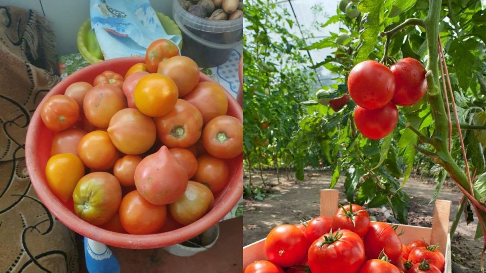 ��� ������� ��������� ����� �������: ���� ��������� 11 ���������� �����