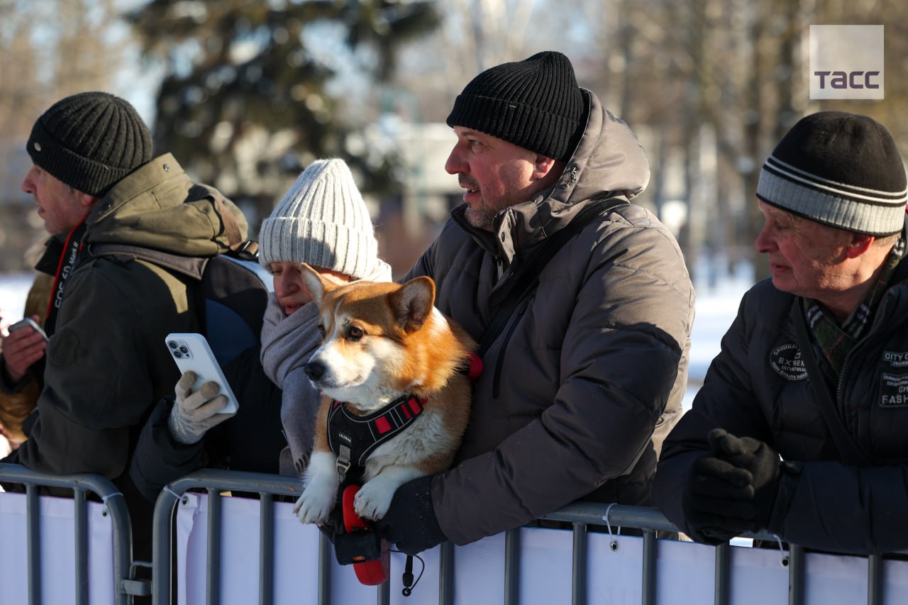 #галерея_ТАСС. Собаки во время ежегодного забега «Хаски-trail» в Белгороде #галерея_ТАСС. Собаки во время ежегодного забега «Хаски-trail» в Белгороде