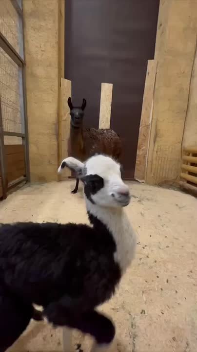 Милее мы сегодня точно ничего не увидим: в белгородском зоопарке показали, как кормят малышку-ламу