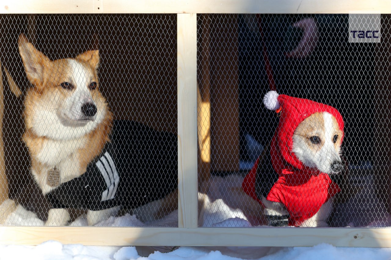 #галерея_ТАСС. Собаки во время ежегодного забега «Хаски-trail» в Белгороде #галерея_ТАСС. Собаки во время ежегодного забега «Хаски-trail» в Белгороде