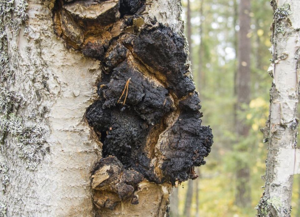 ����: �������� �������� � ����������