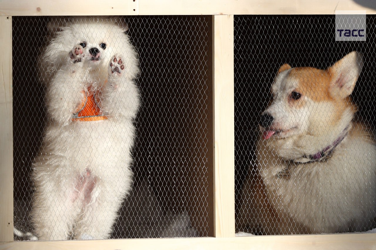 #галерея_ТАСС. Собаки во время ежегодного забега «Хаски-trail» в Белгороде #галерея_ТАСС. Собаки во время ежегодного забега «Хаски-trail» в Белгороде