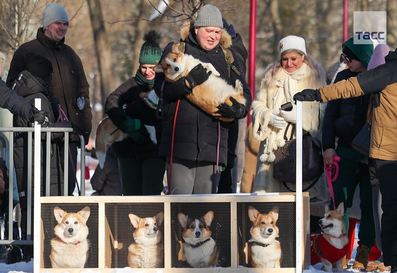 #галерея_ТАСС. Собаки во время ежегодного забега «Хаски-trail» в Белгороде