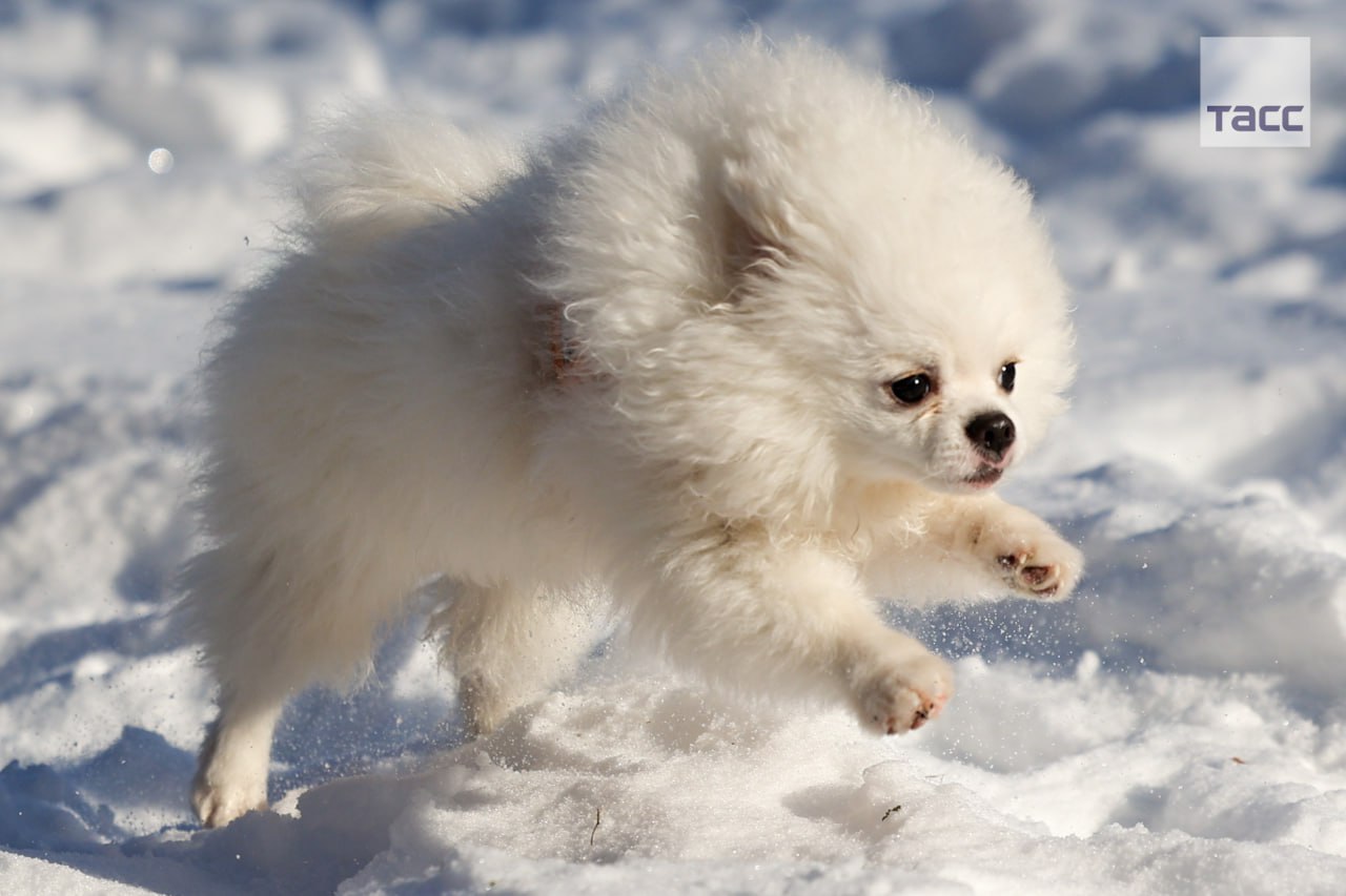 #галерея_ТАСС. Собаки во время ежегодного забега «Хаски-trail» в Белгороде #галерея_ТАСС. Собаки во время ежегодного забега «Хаски-trail» в Белгороде