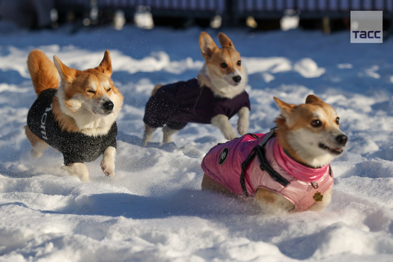 #галерея_ТАСС. Собаки во время ежегодного забега «Хаски-trail» в Белгороде #галерея_ТАСС. Собаки во время ежегодного забега «Хаски-trail» в Белгороде