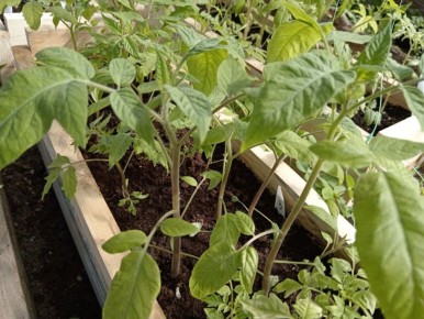 ����� ����� �� ������� ������� � �����: ��� ������?