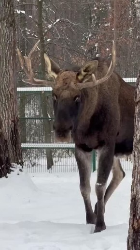 ����������� �������� �� ������� ��������